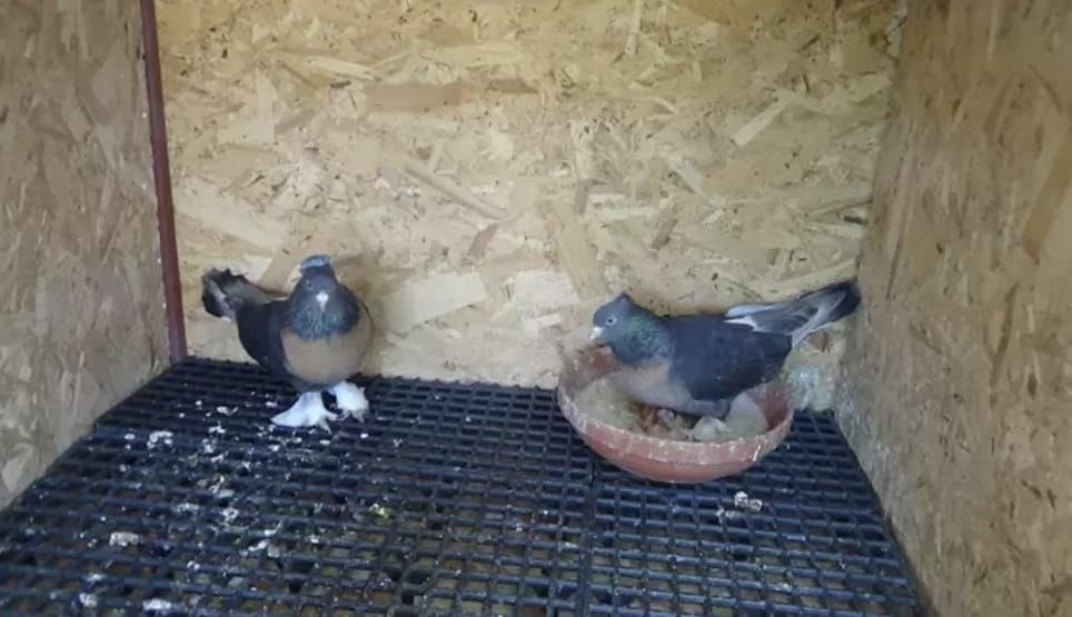 O anlar kamerada: Kasklı şüpheli damdaki kuşları çaldı
