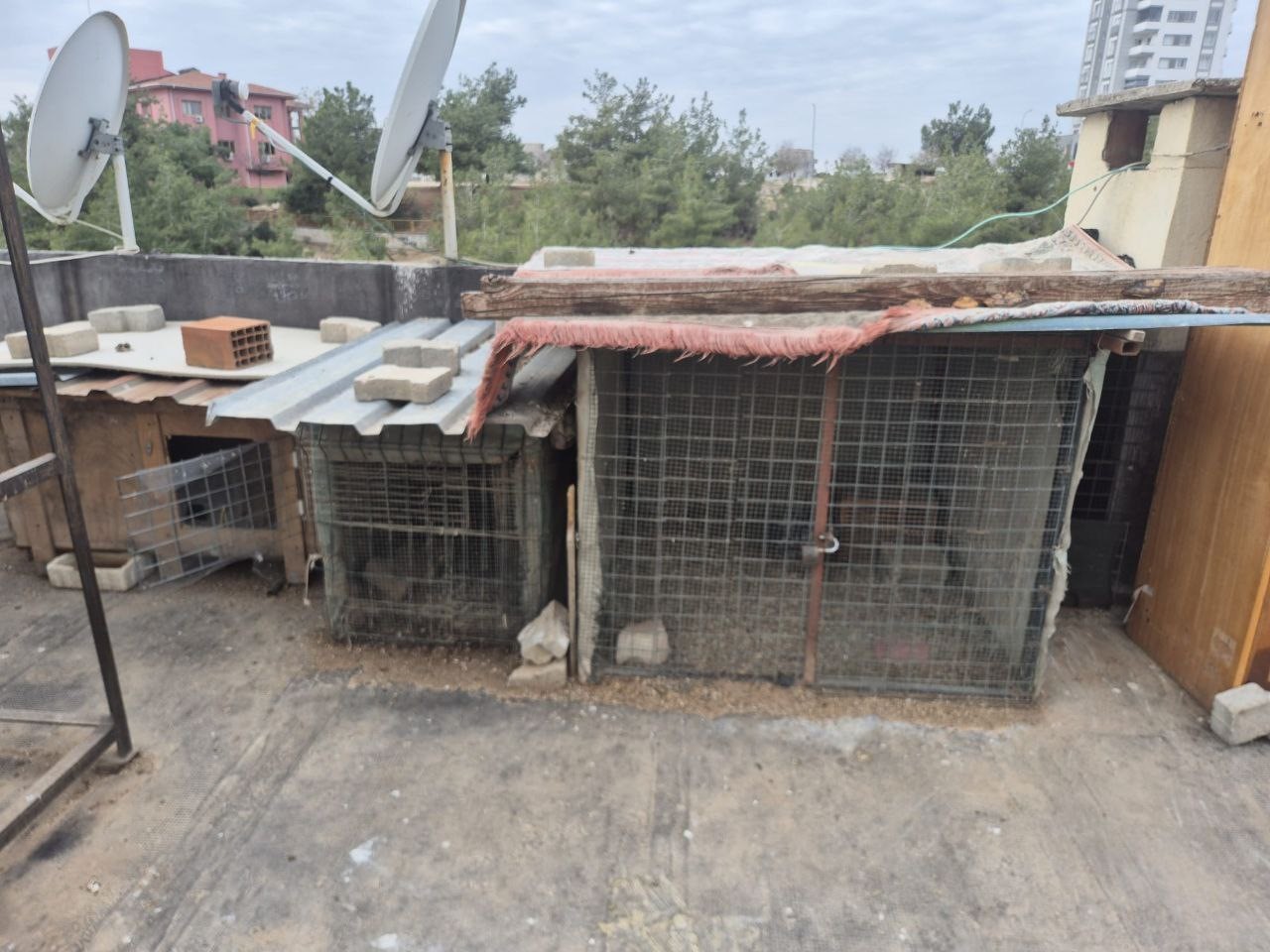 O anlar kamerada: Kasklı şüpheli damdaki kuşları çaldı
