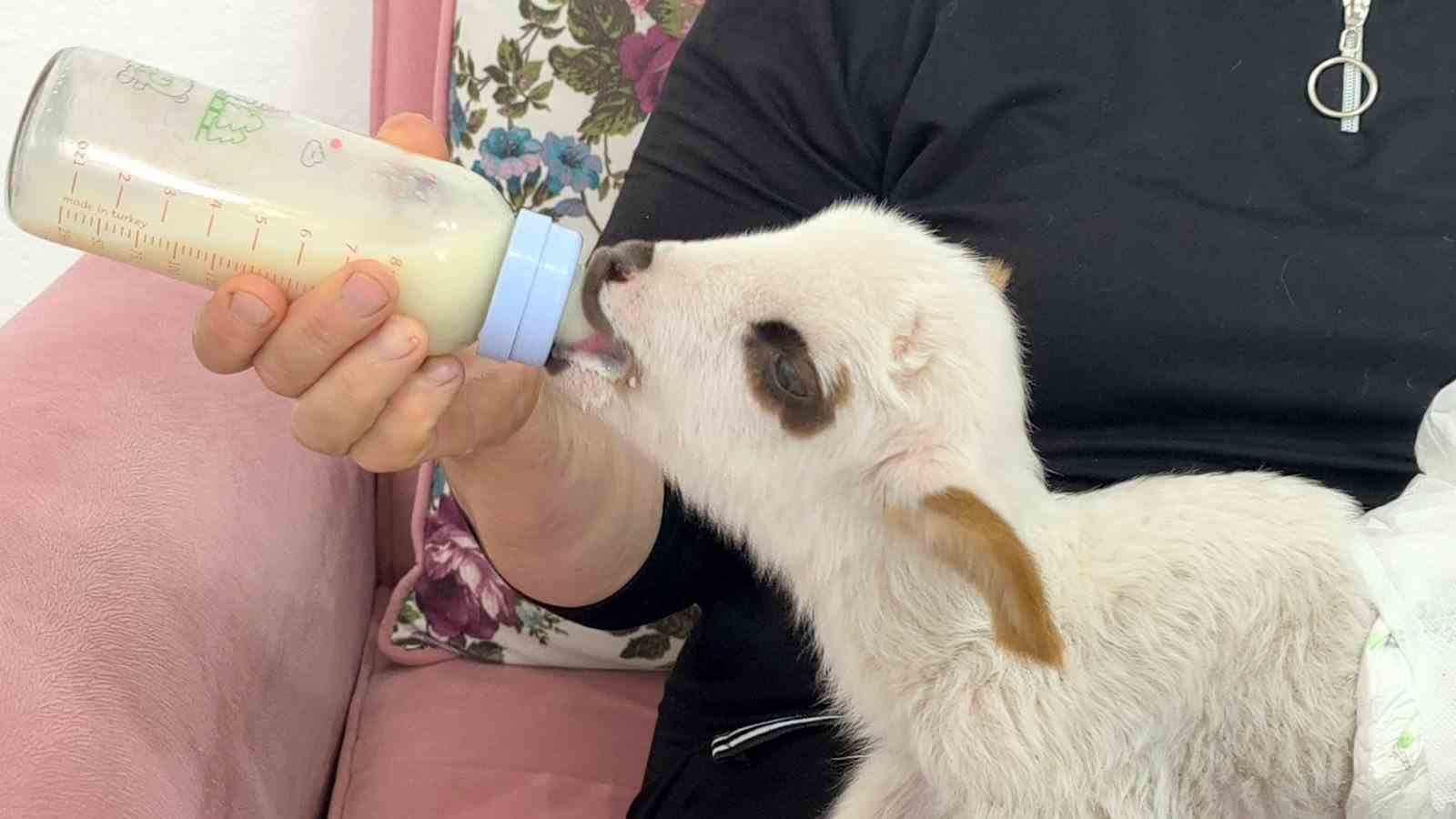 Öksüz kuzu "Balım", Şenol ailesinin şefkatiyle hayata tutundu
