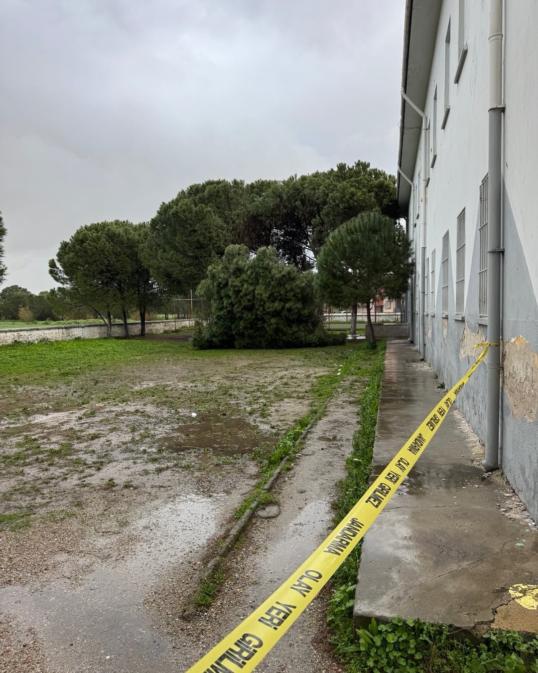 Okul bahçesindeki çam ağaçları kuvvetli rüzgara dayanamadı
