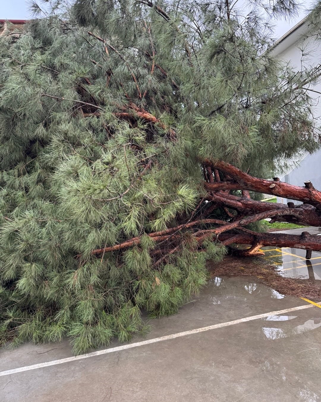 Okul bahçesindeki çam ağaçları kuvvetli rüzgara dayanamadı
