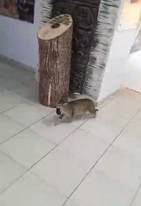 Okulun maskot kedisi yavrularını öğretmenler odasına taşıdı
