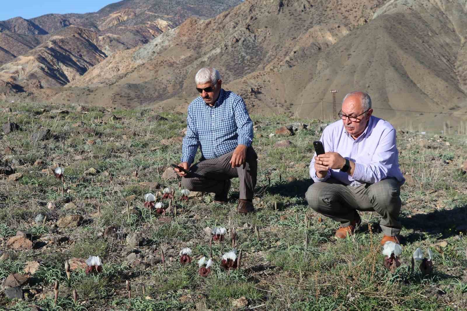 Oltu’da kurt kulakları meraları süslüyor
