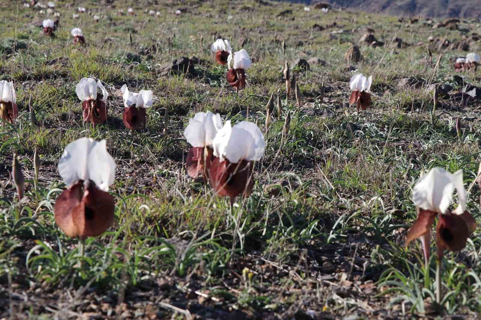 Oltu’da kurt kulakları meraları süslüyor
