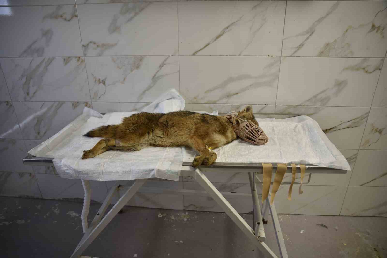 Ölümcül virüse yakalanan çakal tedavi ediliyor
Ölümcül virüse yakalanan çakal tedavi ediliyor