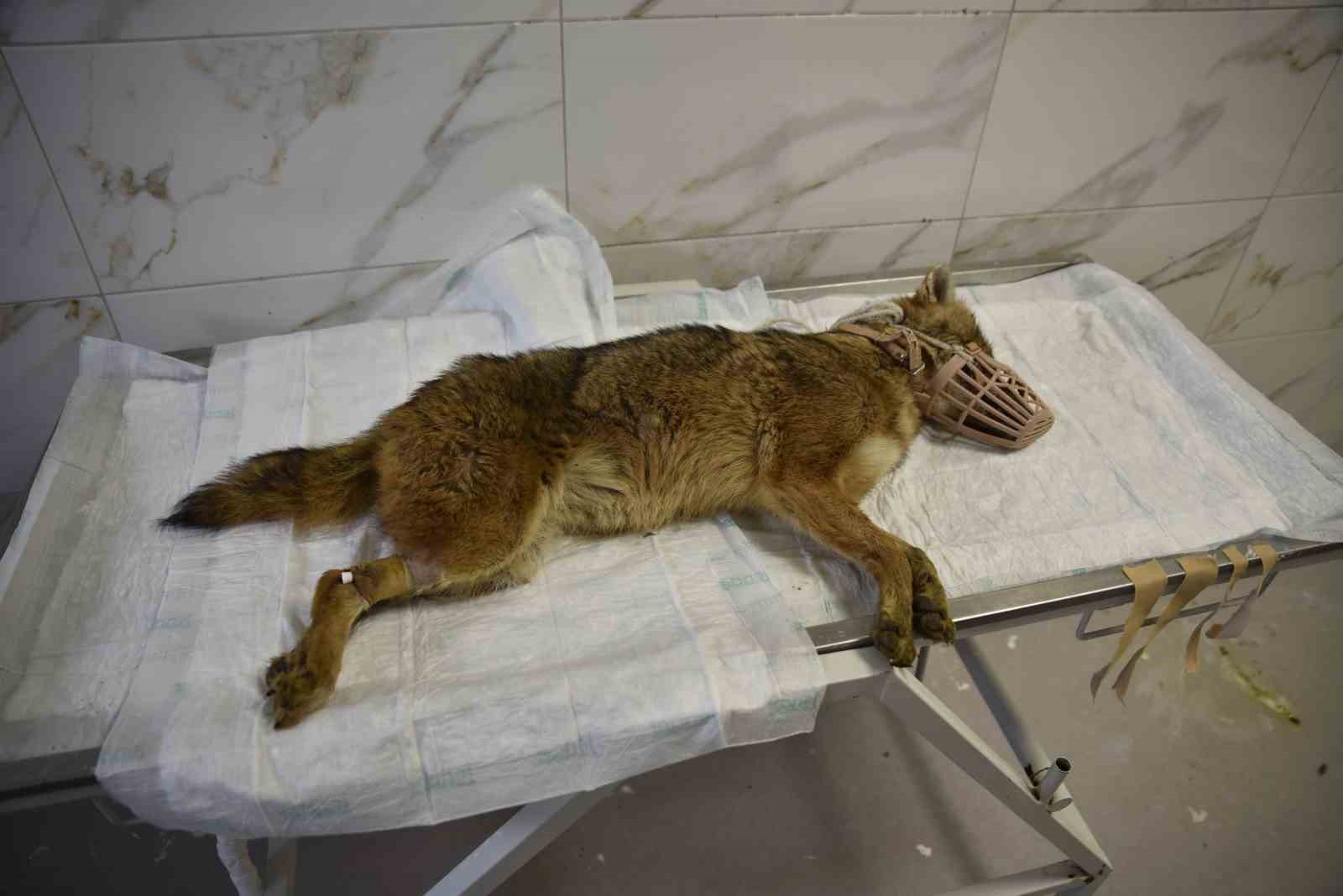 Ölümcül virüse yakalanan çakal tedavi ediliyor
Ölümcül virüse yakalanan çakal tedavi ediliyor