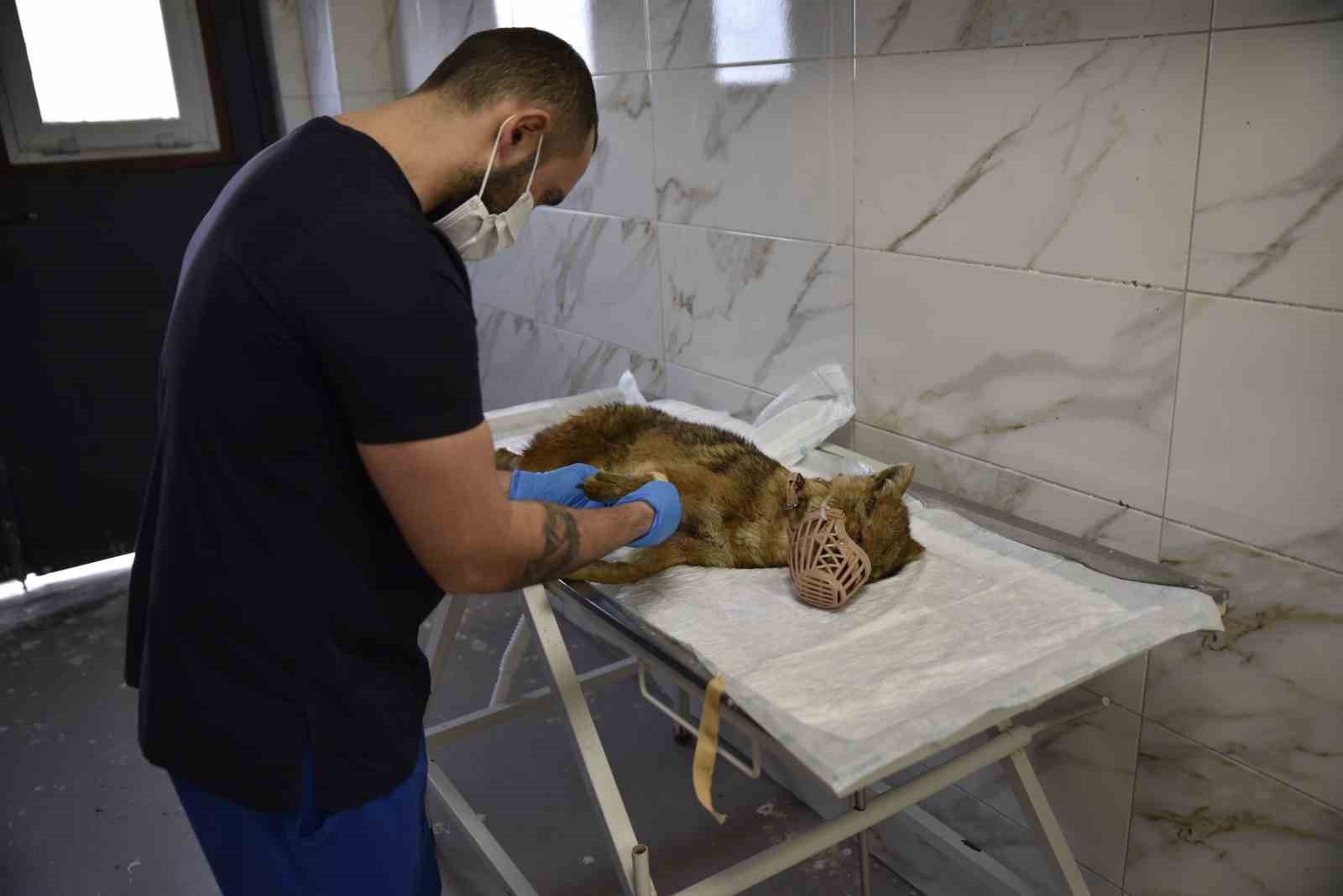 Ölümcül virüse yakalanan çakal tedavi ediliyor
Ölümcül virüse yakalanan çakal tedavi ediliyor