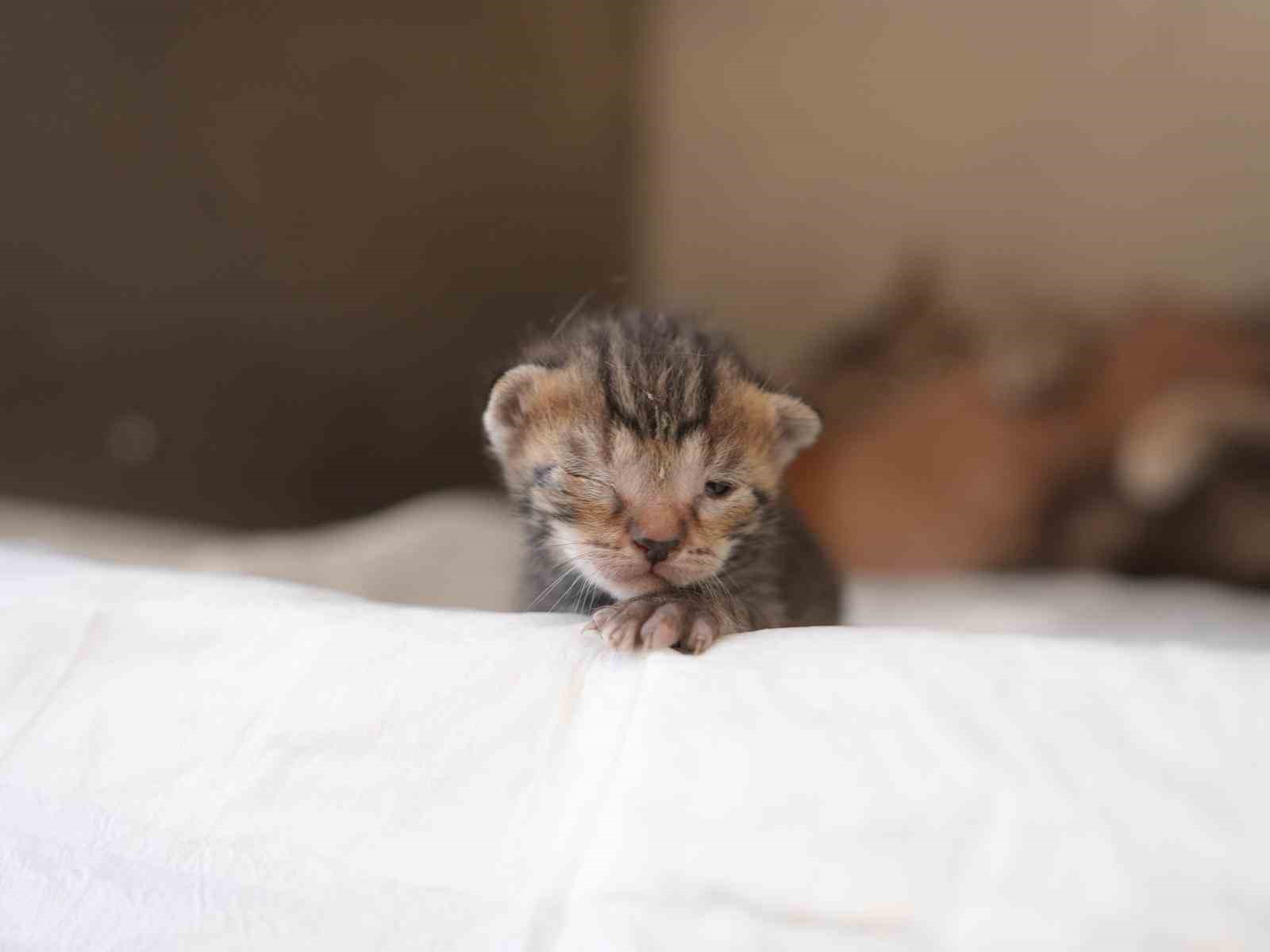 Ölümden dönen yavru kedilere süt anne kucak açtı
