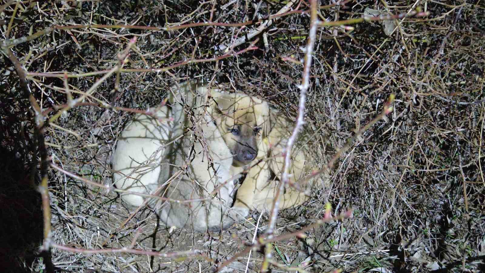 Ölüme terk edilmiş köpek yavrularına sahip çıktı
Ölüme terk edilmiş köpek yavrularına sahip çıktı