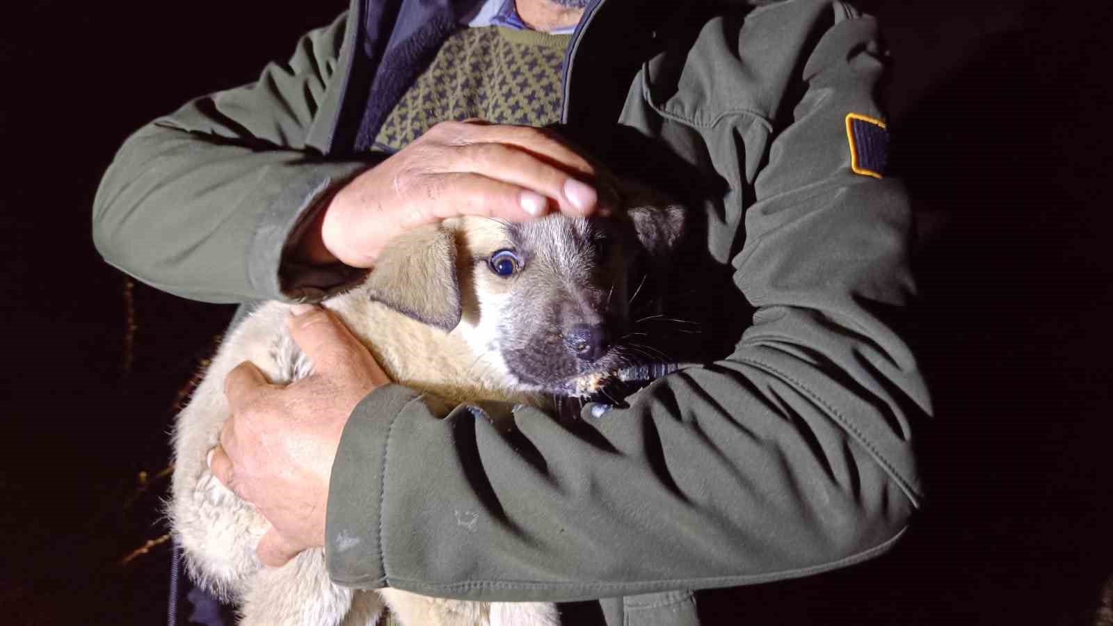 Ölüme terk edilmiş köpek yavrularına sahip çıktı
Ölüme terk edilmiş köpek yavrularına sahip çıktı