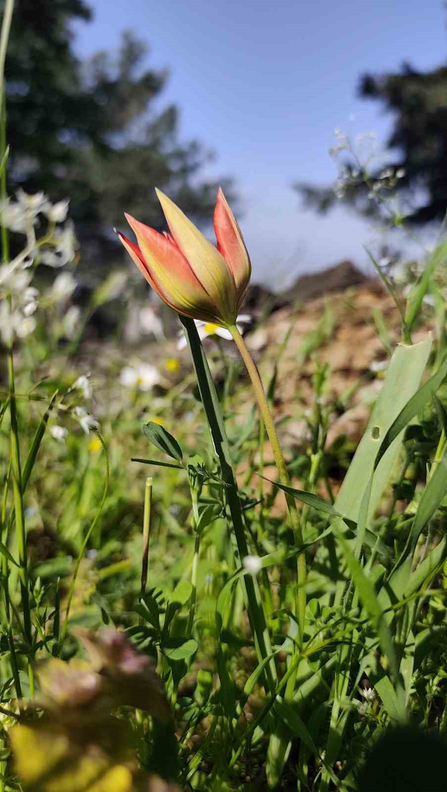 Ömrü 10 gün, koparmanın cezası araba parası
