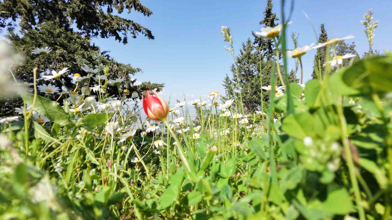 Ömrü 10 gün, koparmanın cezası araba parası
