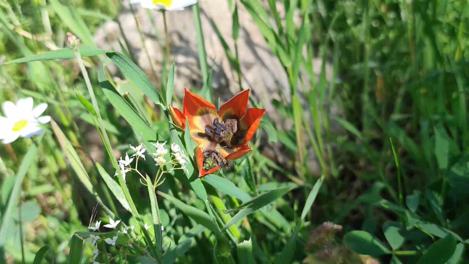 Ömrü 10 gün, koparmanın cezası araba parası
