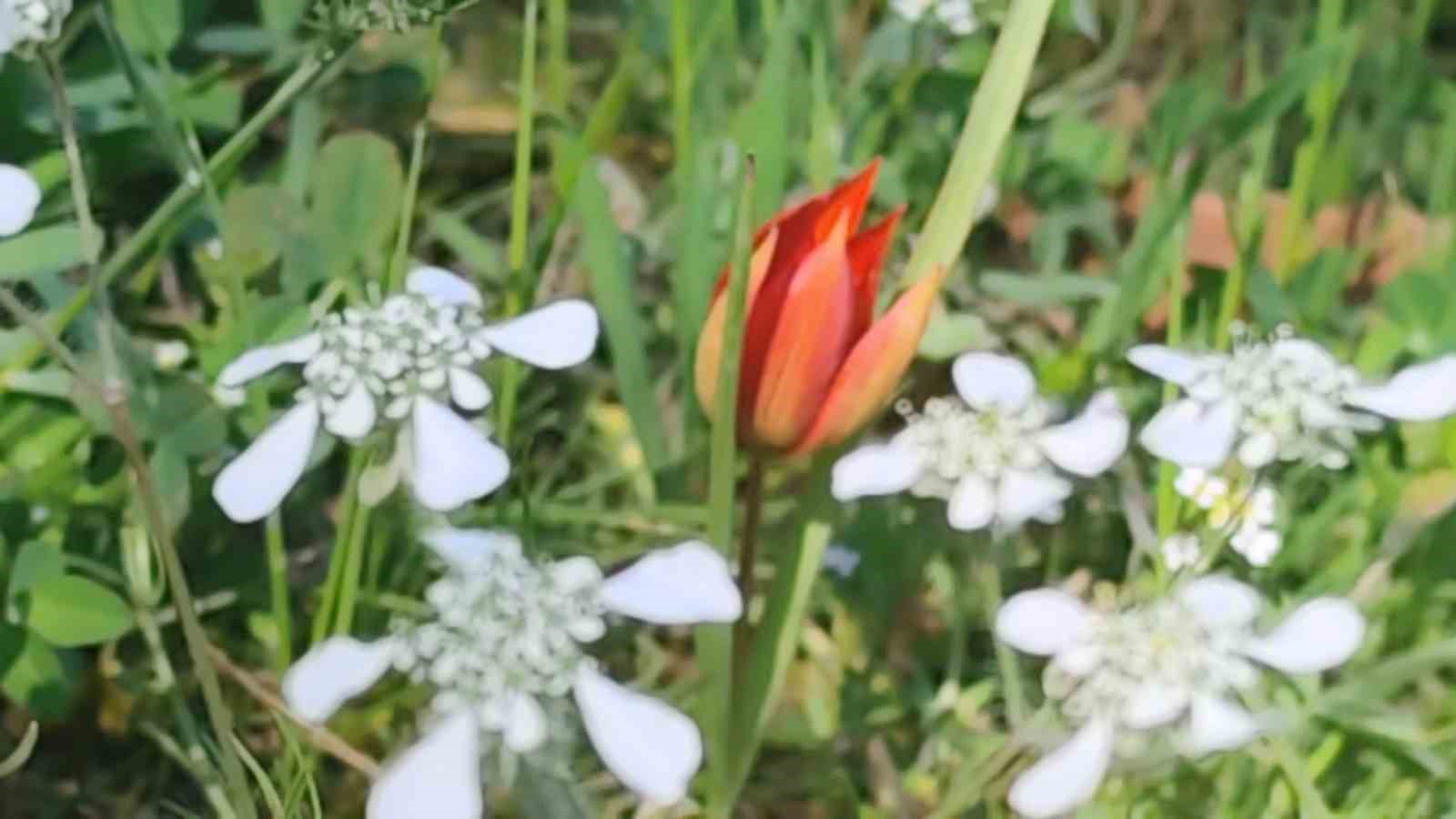 Ömrü 10 gün, koparmanın cezası araba parası
