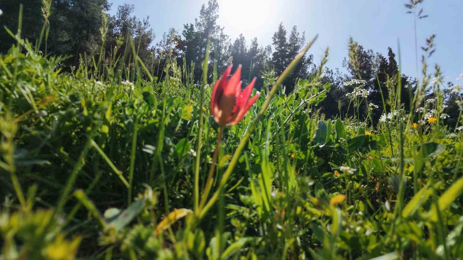 Ömrü 10 gün, koparmanın cezası araba parası
