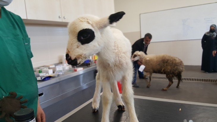 OMÜ Hayvan Hastanesi 2025’te 30 bin 842 hastaya hizmet verdi
