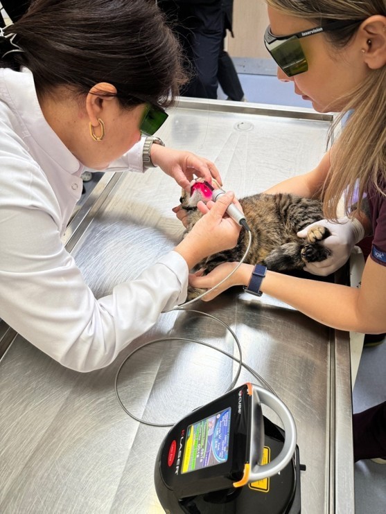 OMÜ Hayvan Hastanesi 2025’te 30 bin 842 hastaya hizmet verdi
