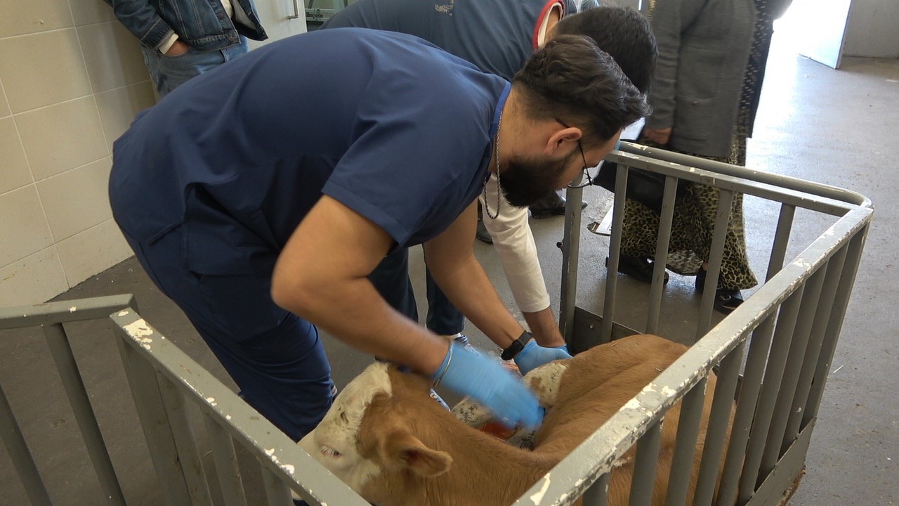 OMÜ Hayvan Hastanesi 2025’te 30 binden fazla vakaya müdahale etti
OMÜ Hayvan Hastanesi 2025’te 30 binden fazla vakaya müdahale etti