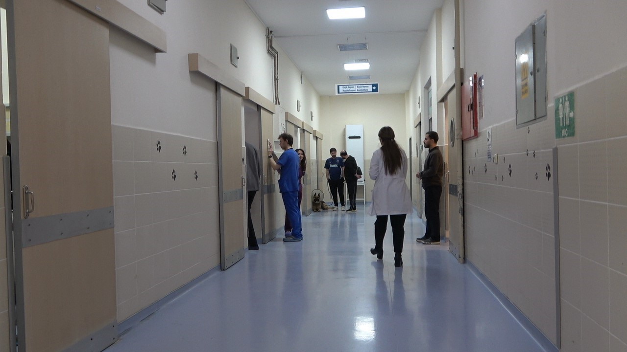 OMÜ Hayvan Hastanesi 2025’te 30 binden fazla vakaya müdahale etti
OMÜ Hayvan Hastanesi 2025’te 30 binden fazla vakaya müdahale etti