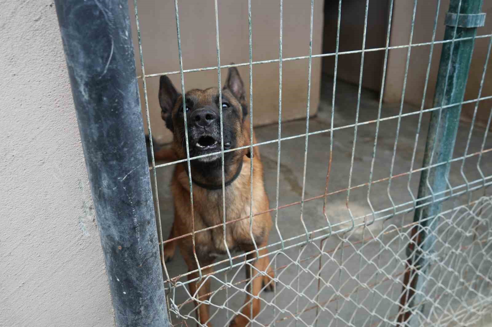 OMÜ’de yetiştirilen görev köpeği ’Pars’, Samsun Emniyeti’ne teslim edildi
