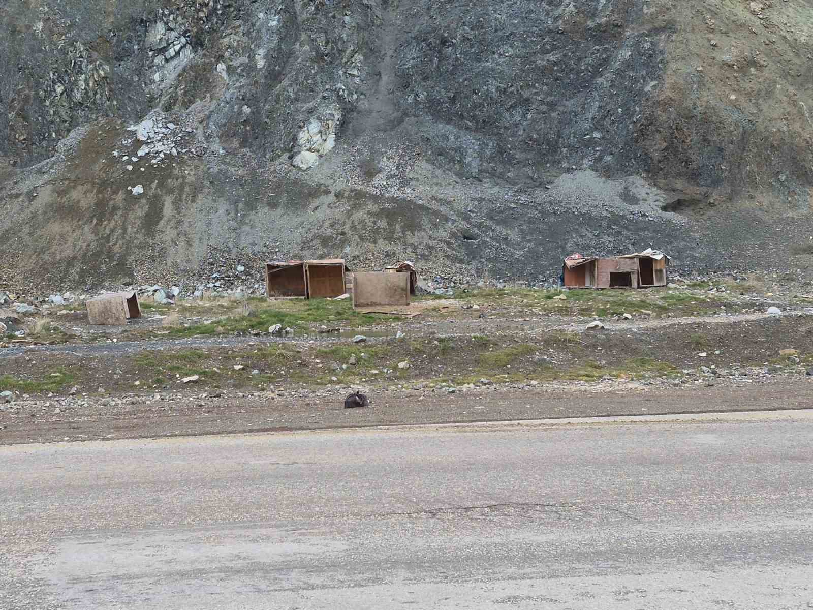 Onlarca köpek bu yuvalarda ısınıyor
