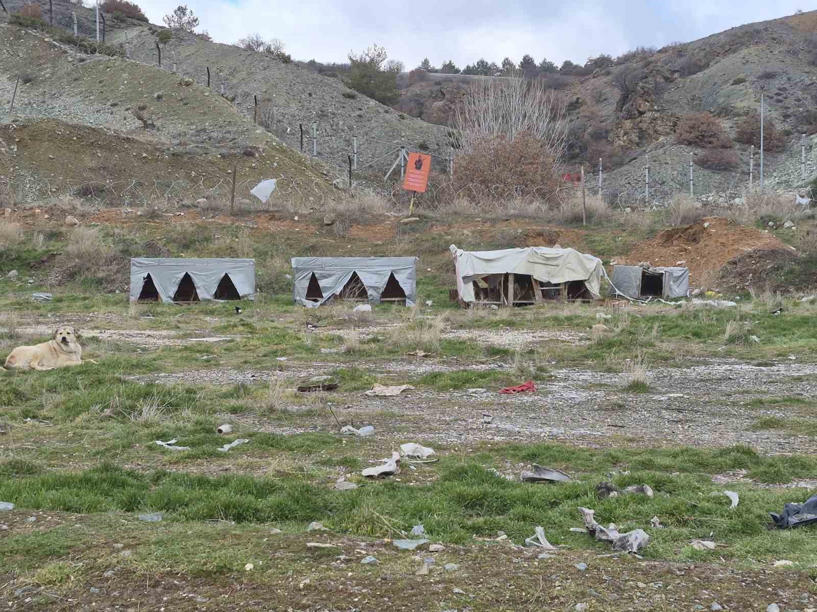 Onlarca köpek bu yuvalarda ısınıyor
