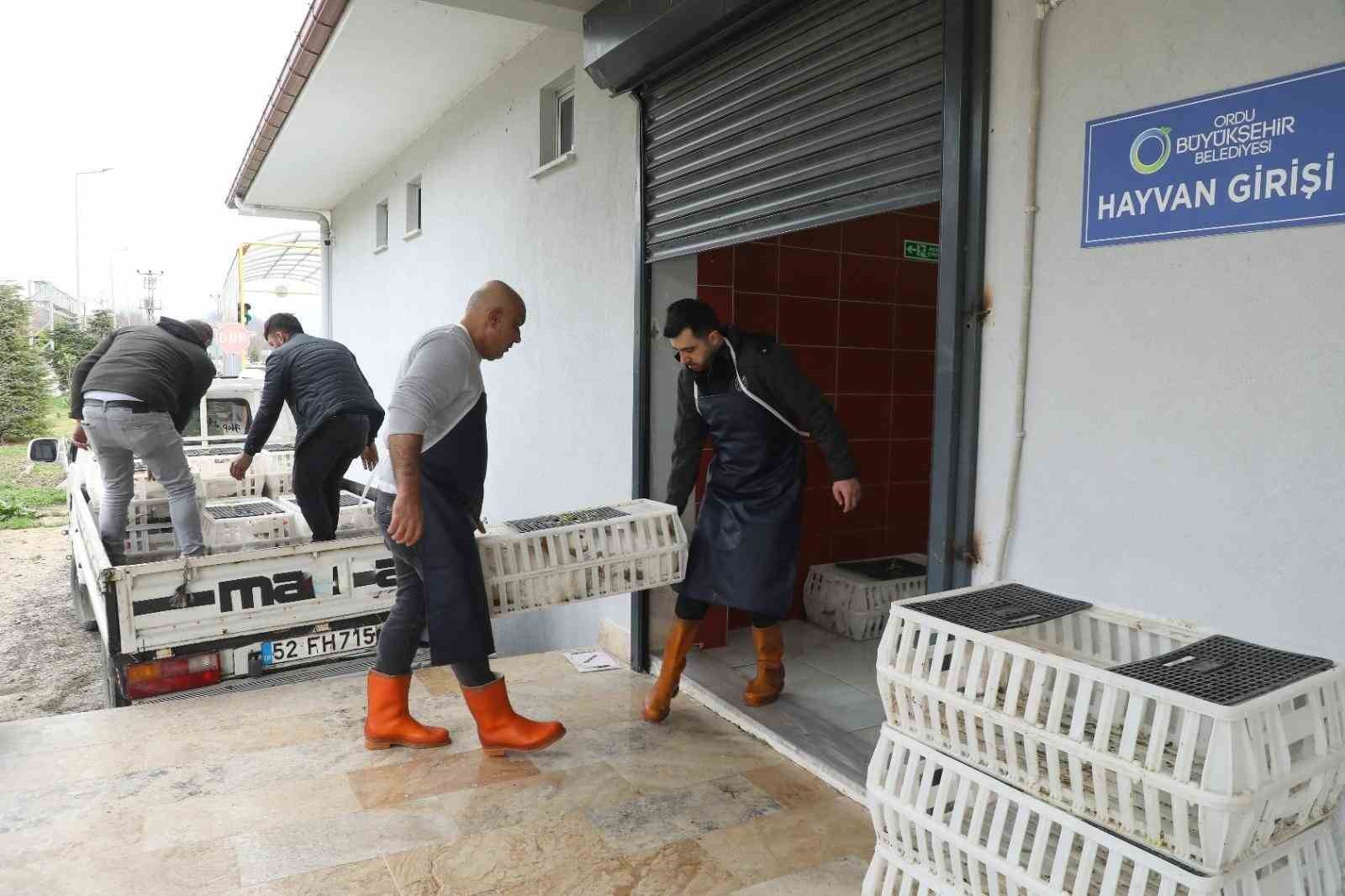 Ordu’da ‘alım garantisi’ ile kaz yetiştiriciliği büyüyor
