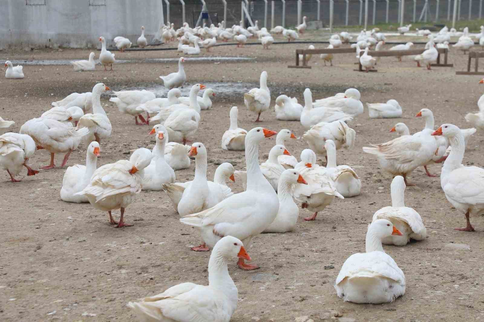 Ordu’da ‘alım garantisi’ ile kaz yetiştiriciliği büyüyor
