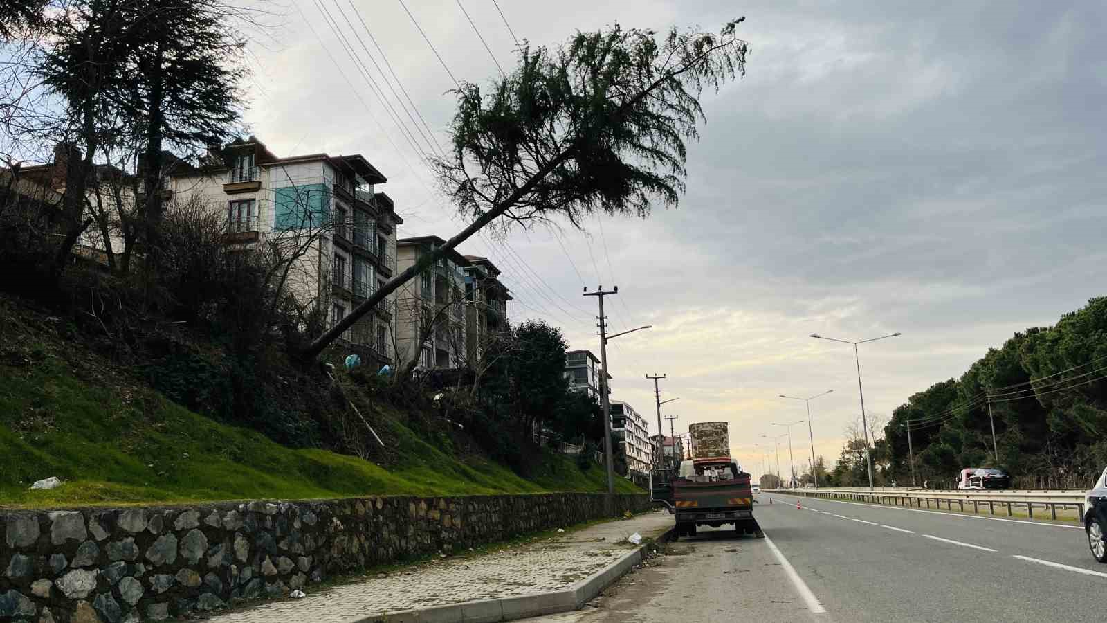 Ordu’da çam ağacı yüksek gerilim hattına devrildi
