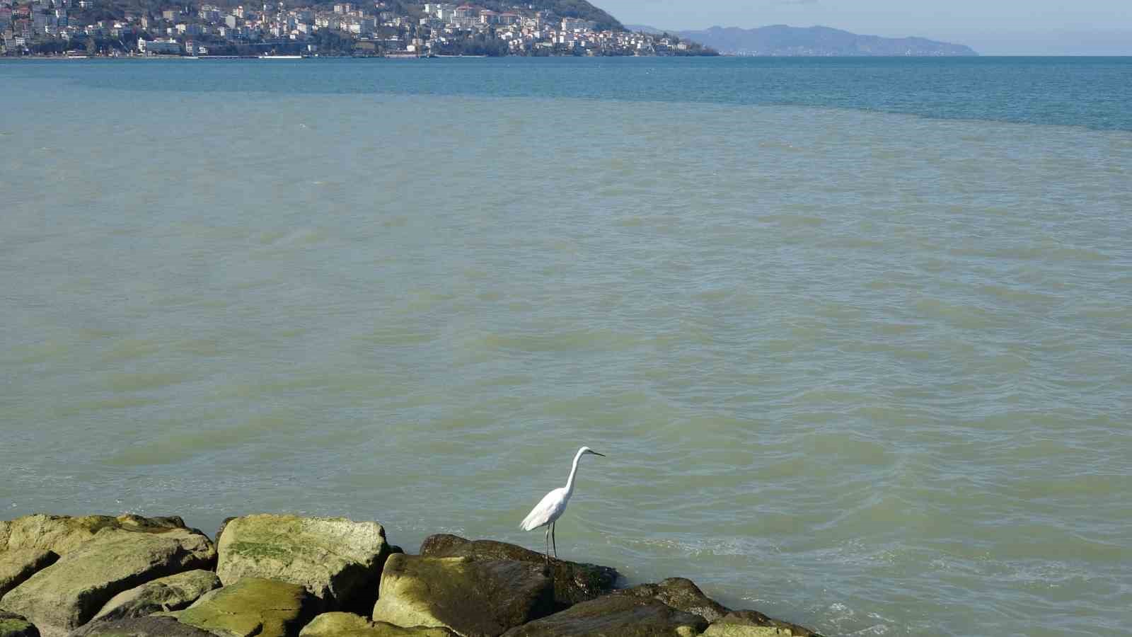 Ordu’da eriyen kar suları denizin rengini değiştirdi
