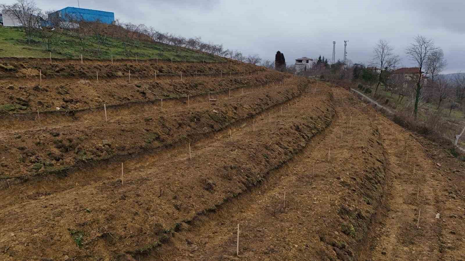 Ordu’da fındıkta verimi arttırmak için yeni teknikler
