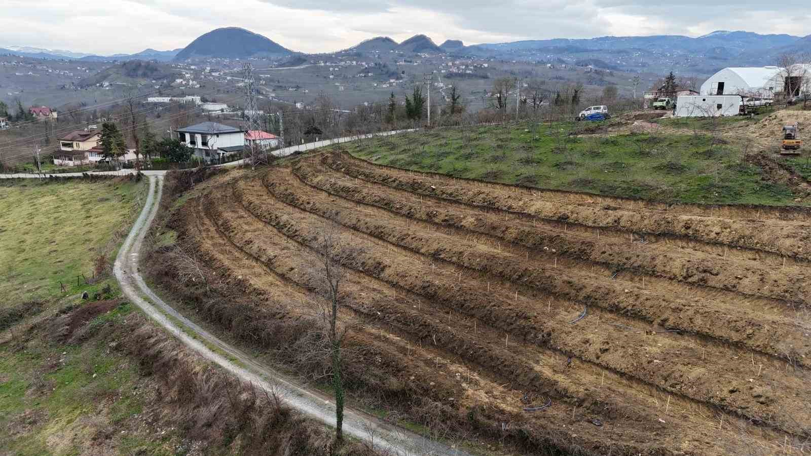 Ordu’da fındıkta verimi arttırmak için yeni teknikler

