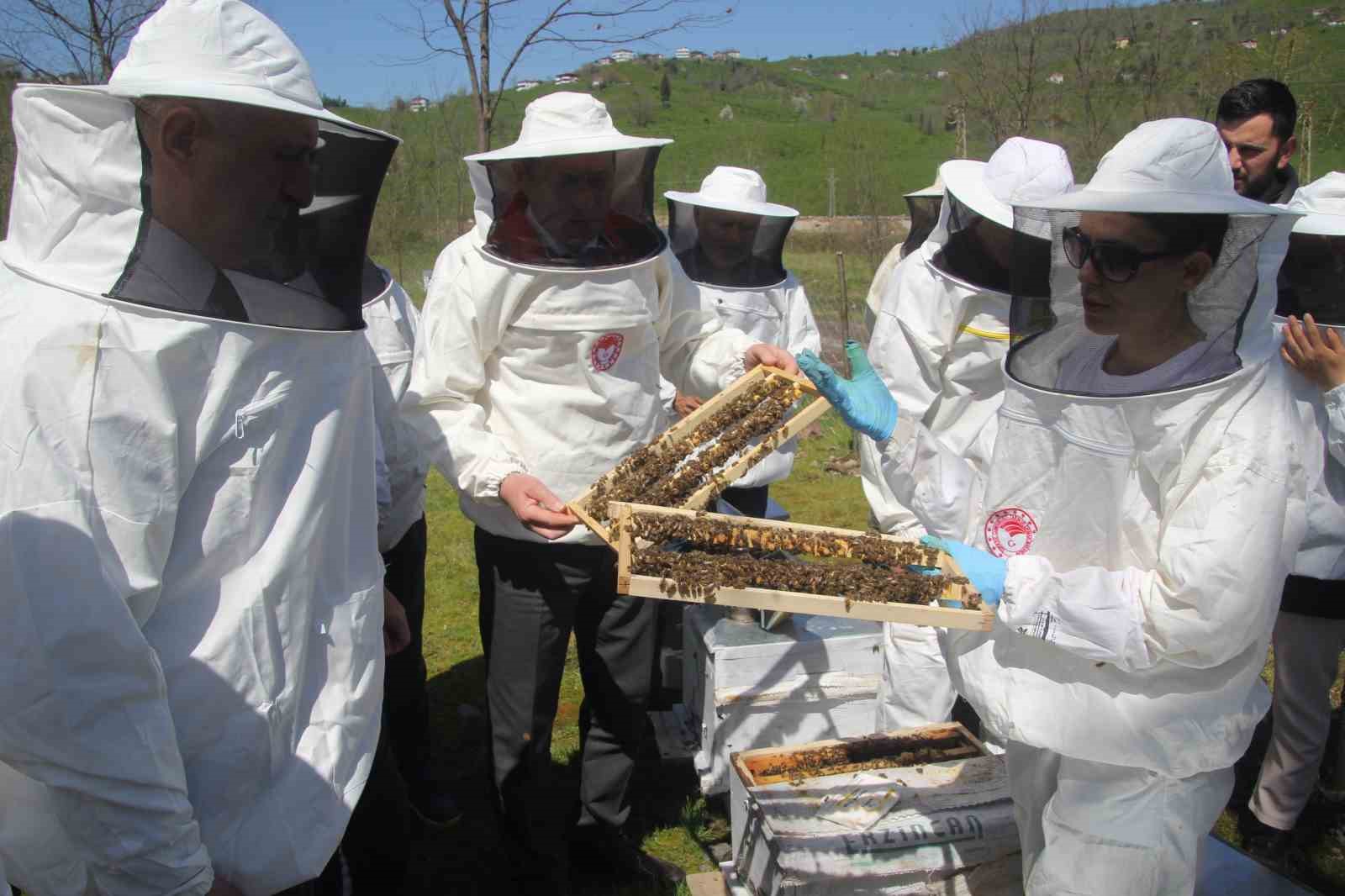 Ordu’da kraliçe arı hamlesi: Arıcılar hem üretecek hem satacak
