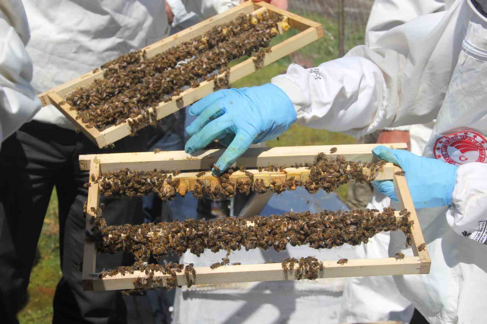 Ordu’da kraliçe arı hamlesi: Arıcılar hem üretecek hem satacak
