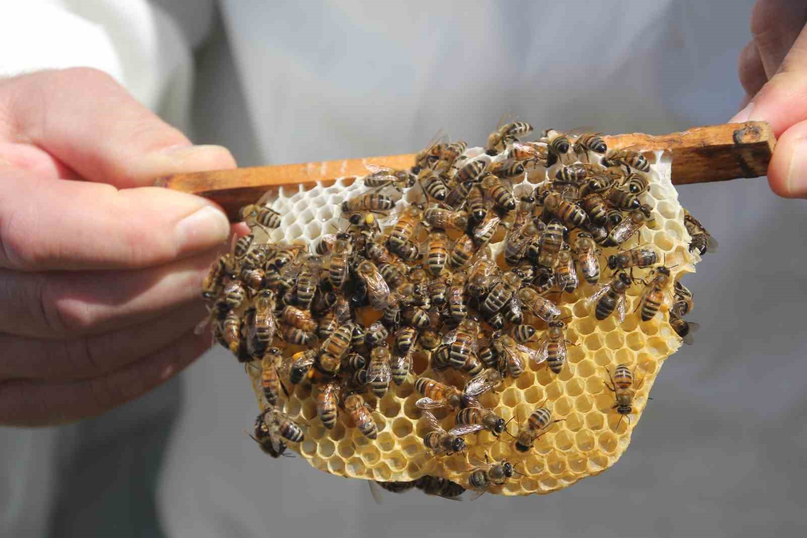 Ordu’da kraliçe arı hamlesi: Arıcılar hem üretecek hem satacak

