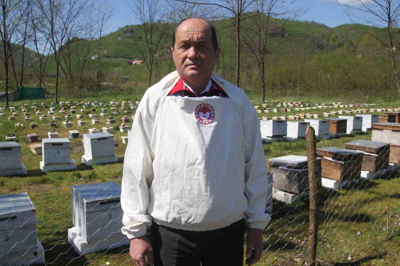 Ordu’da kraliçe arı hamlesi: Arıcılar hem üretecek hem satacak
