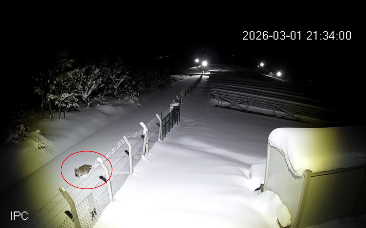 Ordu’da nesli tükenmekte olan vaşak görüntülendi
