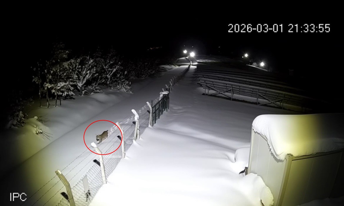 Ordu’da nesli tükenmekte olan vaşak görüntülendi
