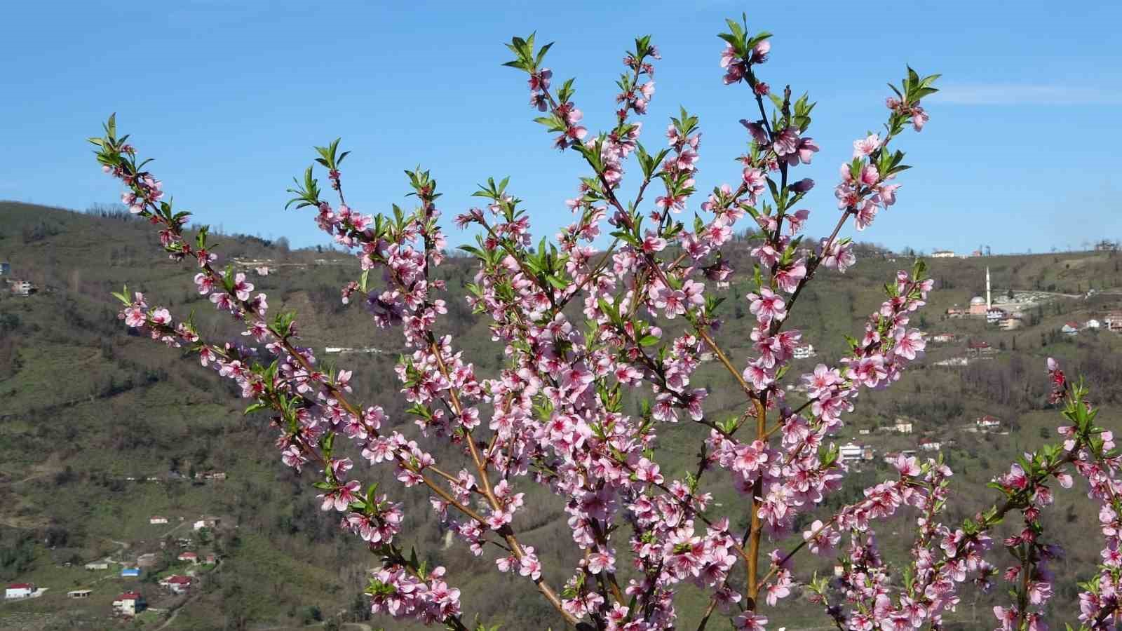 Ordu’da yalancı bahar: Meyve ağaçları kışın çiçek açtı
