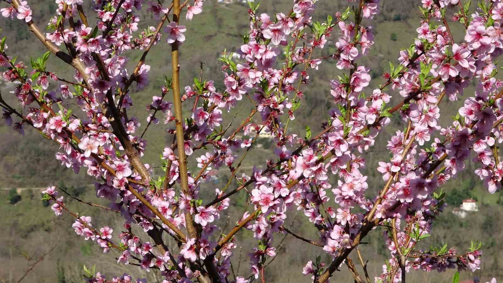 Ordu’da yalancı bahar: Meyve ağaçları kışın çiçek açtı
