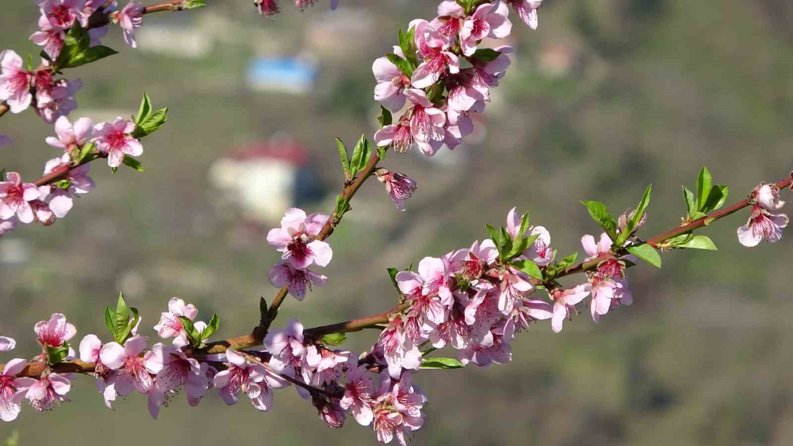 Ordu’da yalancı bahar: Meyve ağaçları kışın çiçek açtı
