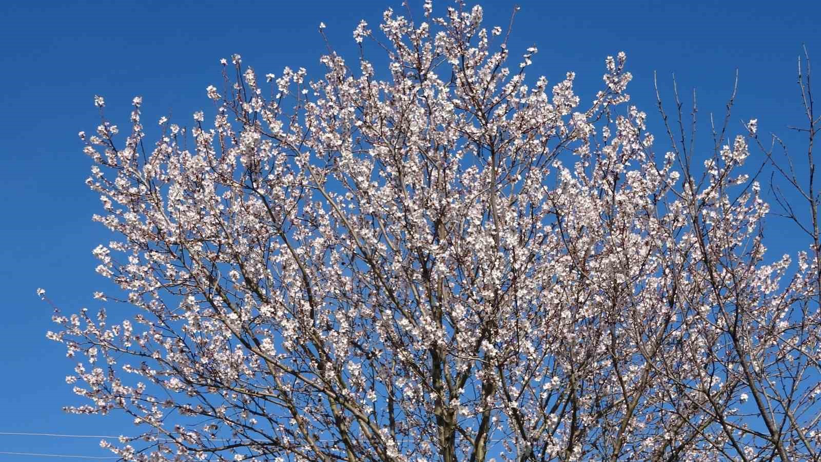 Ordu’da yalancı bahar: Meyve ağaçları kışın çiçek açtı
