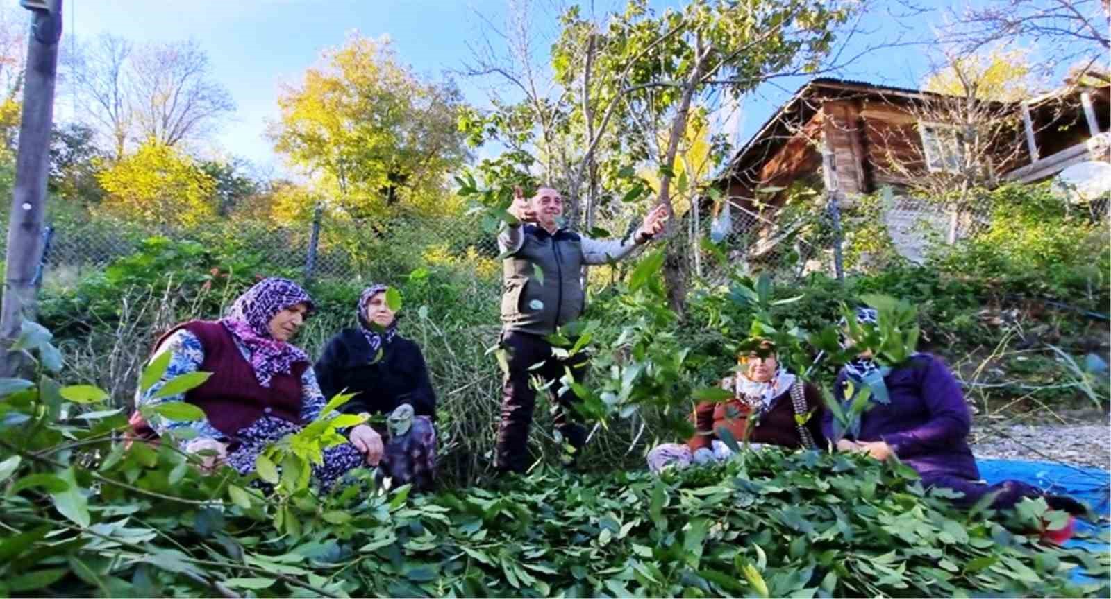 Orman köylüsü ekmeğini topraktan çıkartıyor
