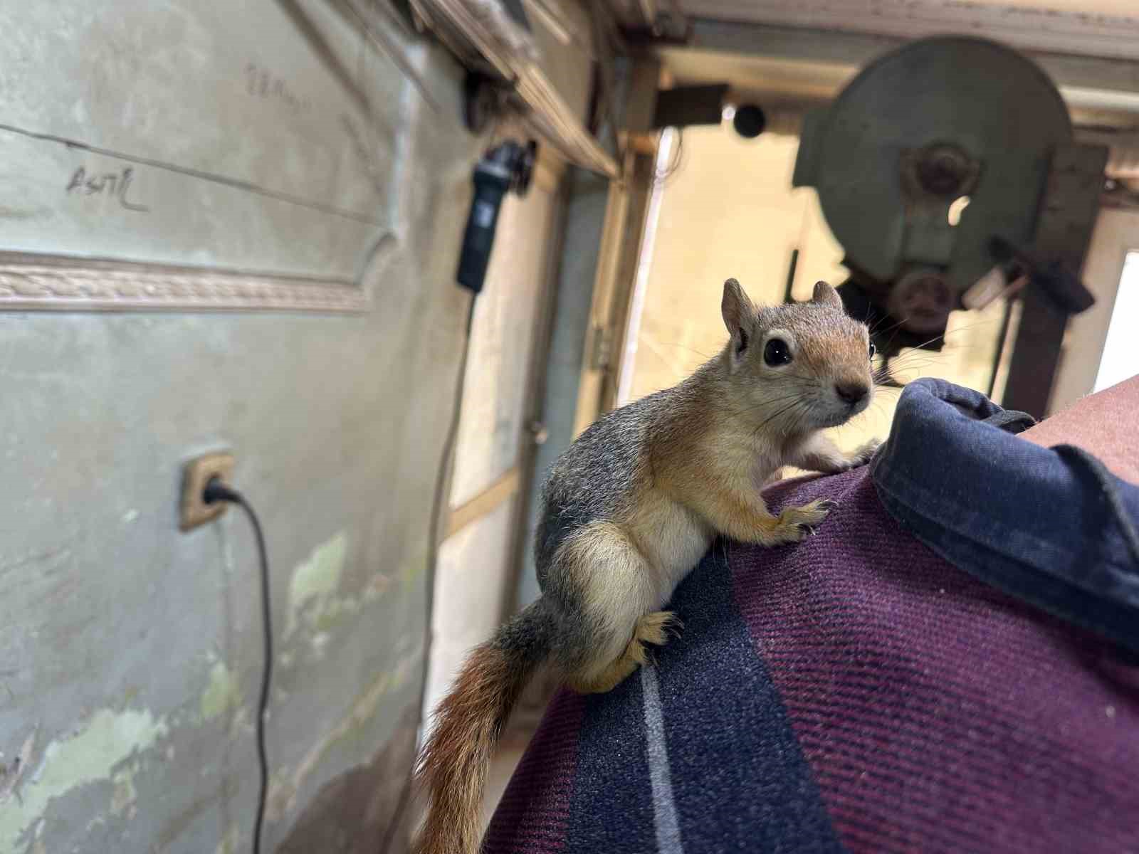 Ormanda bulduğu sincap en yakın dostu oldu
