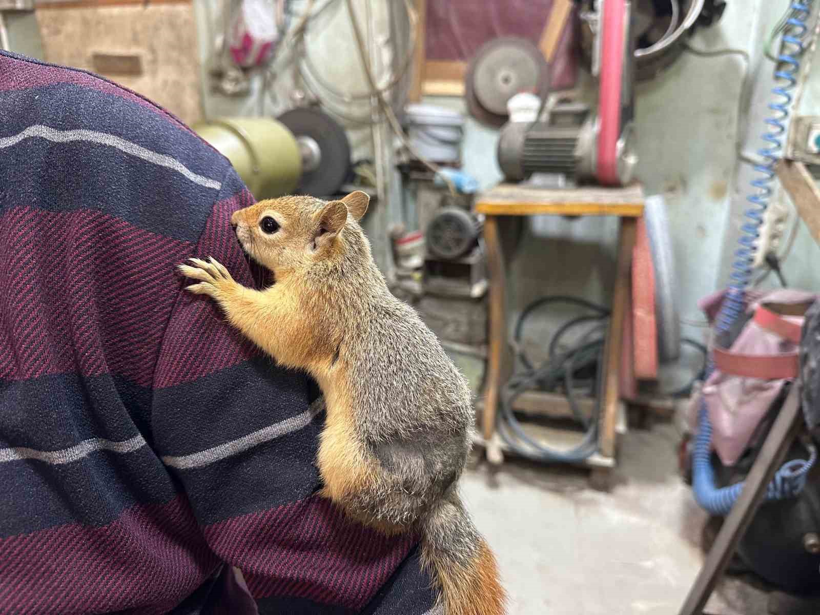 Ormanda bulduğu sincap en yakın dostu oldu
