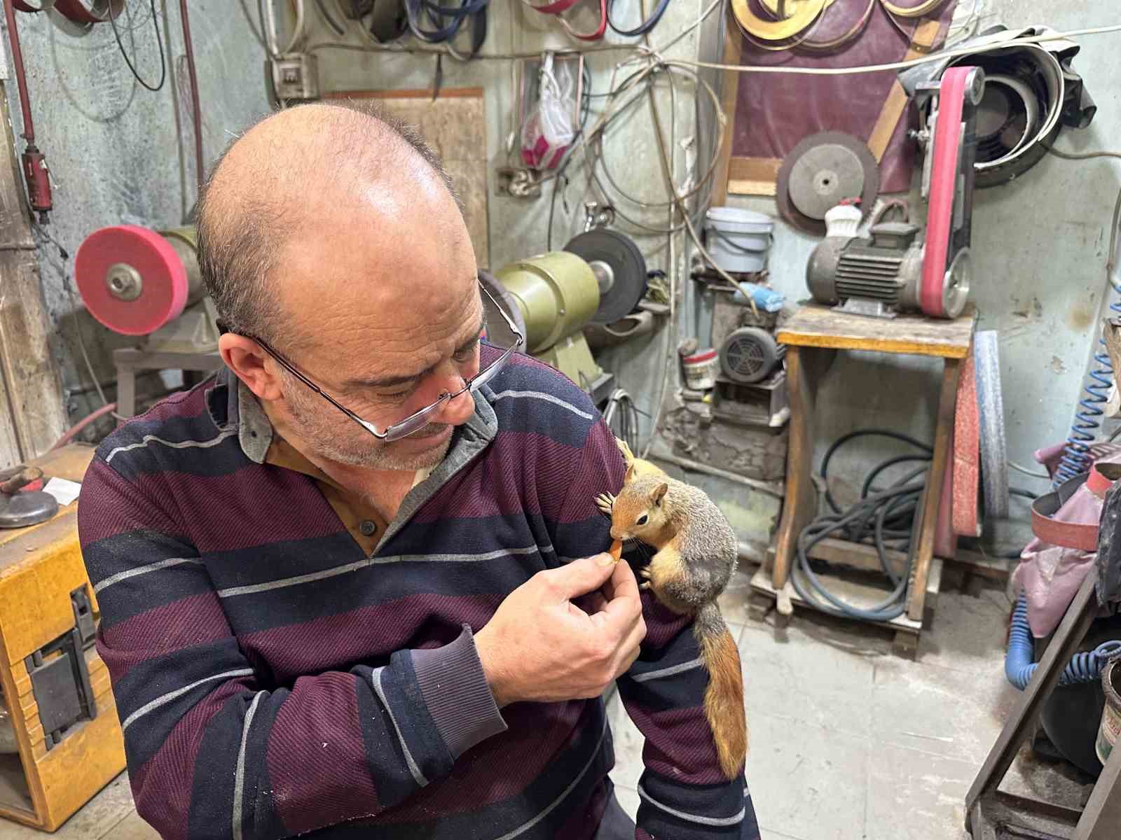 Ormanda bulduğu sincap en yakın dostu oldu
