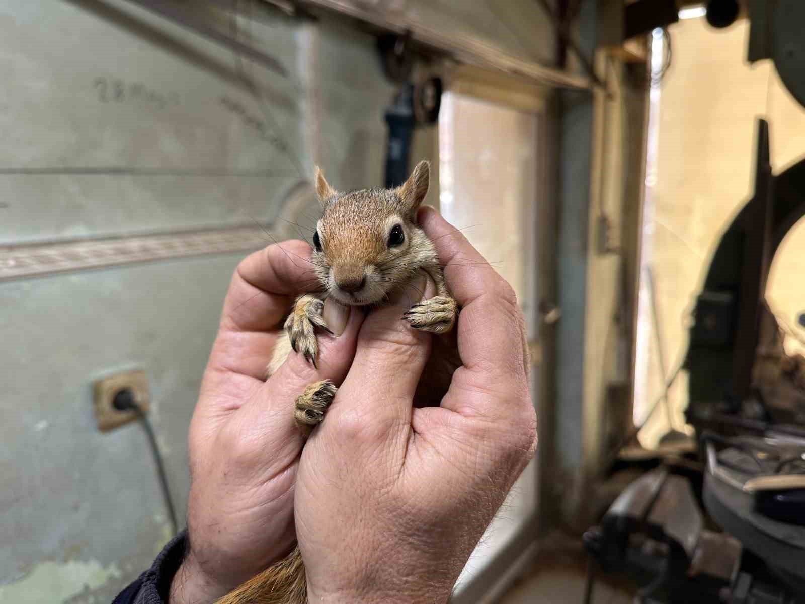 Ormanda bulduğu sincap en yakın dostu oldu
