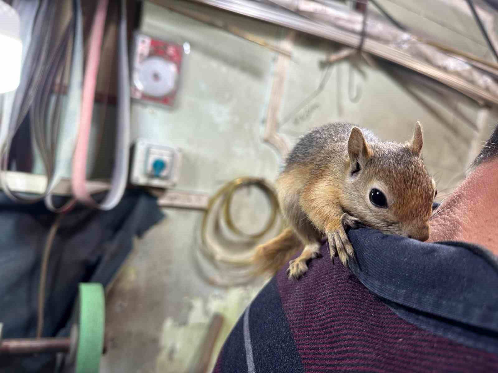 Ormanda bulduğu sincap en yakın dostu oldu
