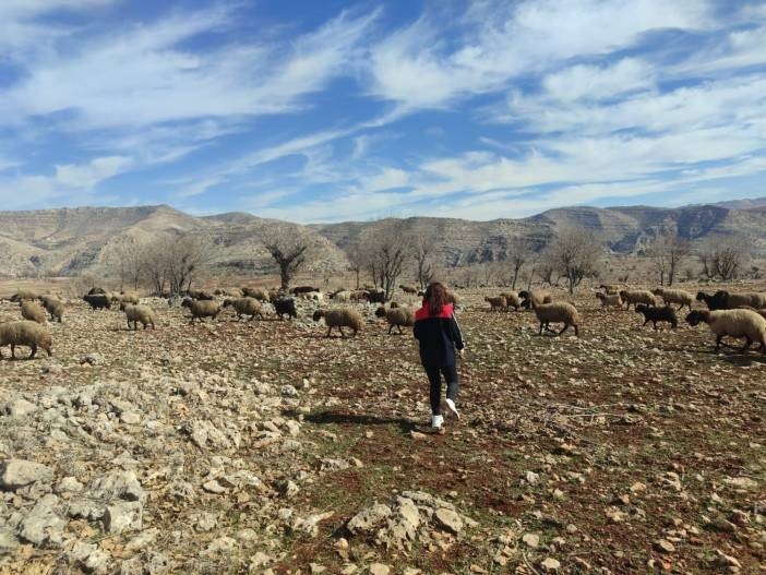 Ormaniçi’nde mera seferberliği: Ekipler sahada, arazi kullanımı mercek altında
