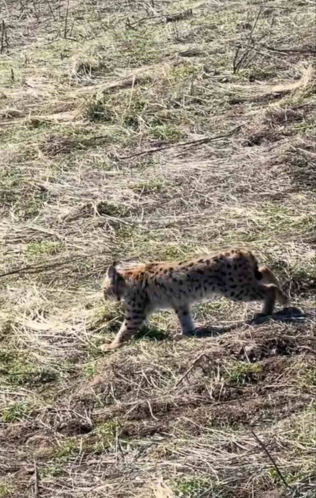 Ormanın hayaleti çığlık atarken görüntülendi
